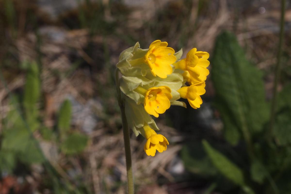 Cowslip flower